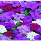 Fresh Balsam Flower Impatiens Balsamina Flower Toutch Me Not Flower s 100 /Bag Seeds