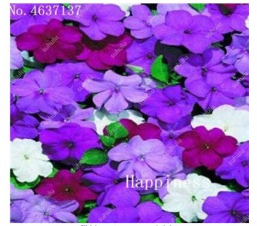 Fresh Balsam Flower Impatiens Balsamina Flower Toutch Me Not Flower s 100 /Bag Seeds