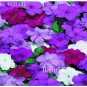 Fresh Balsam Flower Impatiens Balsamina Flower Toutch Me Not Flower s 100 /Bag Seeds