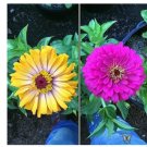 Fresh Mixed Zinnia Pretty Pastel Colors Perennial Charming Chinese Flowers 200 Pcs Seeds