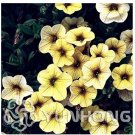 Fresh Mini Calibrchoa Million Bells Annual Flower Vary Colors 100PCS Autumn Seeds