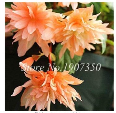 Fresh 50 Pcs/Bag Mixed Rieger Begonias Multi Flap Flower Decoration Mini Potted Seeds