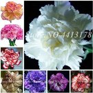 Fresh 50 Pcs Mini Carnations Seed Dianthus Caryophyllus Mother Flower (Color: Mixed)