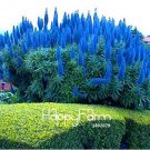 Fresh 100 Pcs A Pack Big Pride of Madeira Echium Fastuosum ~Impressive Flower Flores Seeds