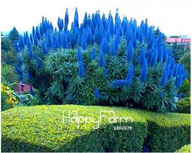 Fresh 100 Pcs A Pack Big Pride of Madeira Echium Fastuosum ~Impressive Flower Flores Seeds