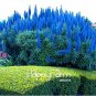 Fresh 100 Pcs A Pack Big Pride of Madeira Echium Fastuosum ~Impressive Flower Flores Seeds