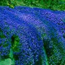 Fresh Creeping Thyme or Blue Rock CRESS Natural Growth 100 flores (Color: 5) Seeds