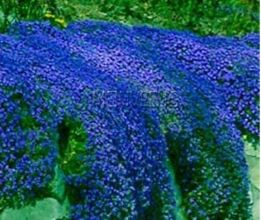 Fresh Creeping Thyme or Blue Rock CRESS Natural Growth 100 flores (Color: 5) Seeds