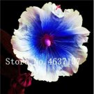 Fresh 100 Pcs Double Hollyhock Flower Mixed Althaea Rosea Flower (Color: 21) Seeds
