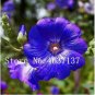 Fresh 100 Pcs Double Hollyhock Flower Mixed Althaea Rosea Flower (Color: 14) Seeds