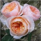 Fresh Creepers Flowers RosaPolyantha Rose Flower 100 Pcs Mixed Color (Col:2) Seeds