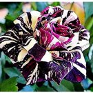 Fresh 50pcs Holland Candy Stripe Rose Lover Gift Blue Green Black Rainbow Flower Seeds