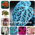 Fresh 24 Colors 100Pcs Begonia flowers Courtyard ColeusLantern Begonia (Col:Mixed) Seeds