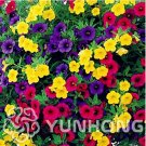Fresh Mini Calibrchoa Million Bells Annual Flower Vary Colors 100PCS Autumn (Col:2) Seeds