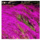 Fresh 200pcs/bag Rock cress Creeping Thyme Multi Color Flower Ground Cover Flower Seeds