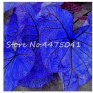 Fresh 150 Pcs Multiple Colour Thailand Caladium of Perennial Rainbow Flower Caladium Seeds
