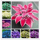Fresh 100 Pcs/Bag Hosta s Lily Flower Shade Hosta Flower Grass (Color: Mixed) Seeds