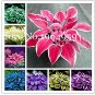 Fresh 100 Pcs/Bag Hosta s Lily Flower Shade Hosta Flower Grass (Color: Mixed) Seeds