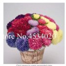Fresh 100 pcs Aster (Callistephus) give You a Full of Bright Summer Big Flowers Seeds