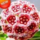 Fresh Loss Green Hoya Seeds Potted Flores Hoya Carnosa Flower as 100PCS / LOT
