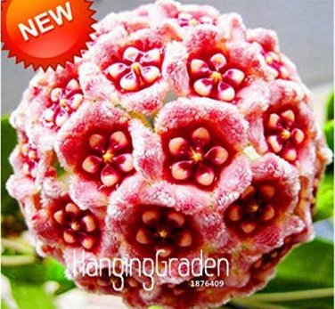 Fresh Loss Green Hoya Seeds Potted Flores Hoya Carnosa Flower as 100PCS / LOT