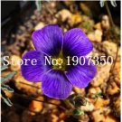 Fresh 100PCS Exotic Rainbow Oxalis Wood Sorrel Flower Oxalis Purple Shamrock Clover Seeds