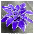 Fresh 200 PCS Hostas ain Flower Lily Flower White Lace Ground Cover Flores Seeds