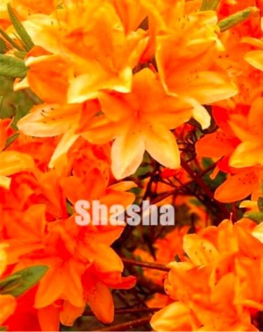 Fresh Japanese Azalea Seed Rhododendron Azalea Orang Red Flowers