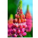 Fresh 200 pcs Mix Color Lupine s Annual Succulent groundcover Flower s Potted Seeds