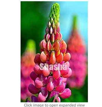 Fresh 200 pcs Mix Color Lupine s Annual Succulent groundcover Flower s Potted Seeds