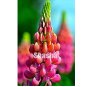Fresh 200 pcs Mix Color Lupine s Annual Succulent groundcover Flower s Potted Seeds