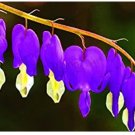 Fresh 100pcs Dicentra Spectabilis Bleeding Heart Classic Cottage Heart Shaped Flowers Seeds