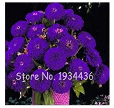 Fresh 100 Pcs Exotic Zinnia Pretty Pastel Mixed Flower Perennial Spring Flowering Seeds