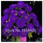 Fresh 100 Pcs Exotic Zinnia Pretty Pastel Mixed Flower Perennial Spring Flowering Seeds