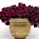 Fresh 50 pcs/lot Patio Petunia Blooming Wine Red Flower Easy Wave Series Seeds