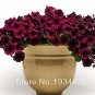 Fresh 50 pcs/lot Patio Petunia Blooming Wine Red Flower Easy Wave Series Seeds
