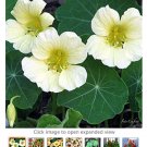 Fresh 10pcs Nasturtium Easy Flower Hanging s New Fresh Colorful Tropaeolum majus Seeds