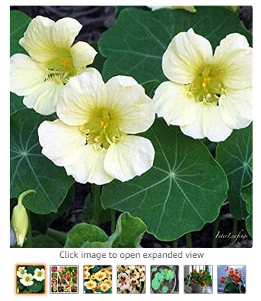 Fresh 10pcs Nasturtium Easy Flower Hanging s New Fresh Colorful Tropaeolum majus Seeds