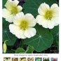 Fresh 10pcs Nasturtium Easy Flower Hanging s New Fresh Colorful Tropaeolum majus Seeds