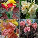 Fresh 20pcs True Canna Lily Flower Pretoria Variegated Foliage Blooms (Color: Mixed) Seeds