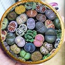 Fresh 200 pcs Mix LithopsMix Varieties Succulents Living Stone (Col:Purple) Seeds