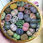 Fresh 200 pcs Mix LithopsMix Varieties Succulents Living Stone (Col:Purple) Seeds