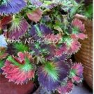 Fresh 100 Pcs Colorful Coleus Foliage s Rainbow Leaf Dragon Seeds