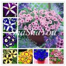 Fresh 200Pcs Hanging Petunia Flower Blue Color Petunia Flower Decoration Seeds