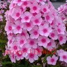 Fresh 100pcs/bag Phlox Drummondii Cuspidata Flower 4 Colours (Color: Pink) Seeds