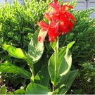 Fresh 5 Canna Edulis Seeds Arrowroot Indian Shot Flowering Plant (Color: 1)