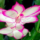 Fresh 100pcs/bag Schlumbergera Flores Christmas Cactus as andMixed Color to (Col:8) Seeds