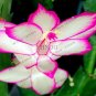 Fresh 100pcs/bag Schlumbergera Flores Christmas Cactus as andMixed Color to (Col:8) Seeds