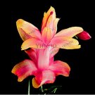 Fresh 100pcs/bag Schlumbergera Flores Christmas Cactus as andMixed Color to (Col:3) Seeds