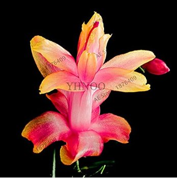 Fresh 100pcs/bag Schlumbergera Flores Christmas Cactus as andMixed Color to (Col:3) Seeds